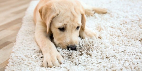 Dog on Shag Rug 